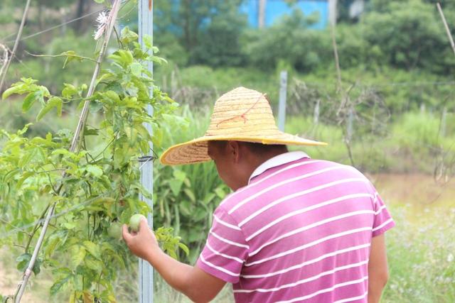 百香果怎么吃有减肥的功效，百香果怎么吃减肥效果最好（刚切开香气就狂涌出来）