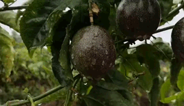 百香果怎么吃有减肥的功效，百香果怎么吃减肥效果最好（刚切开香气就狂涌出来）