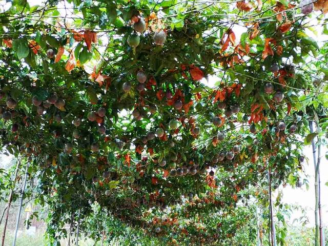 百香果怎么吃有减肥的功效，百香果怎么吃减肥效果最好（刚切开香气就狂涌出来）