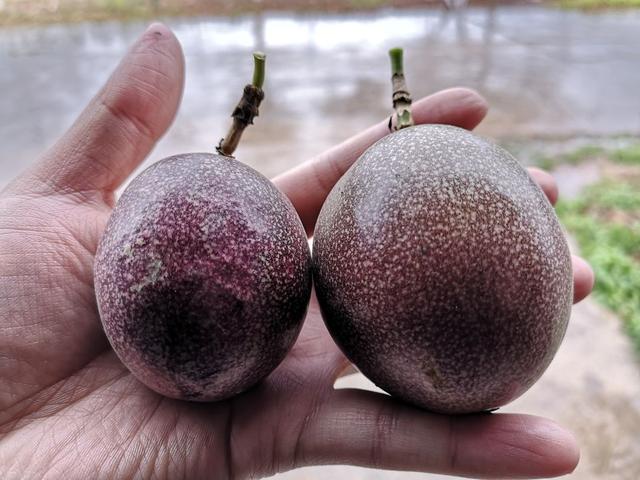 百香果怎么吃有减肥的功效，百香果怎么吃减肥效果最好（刚切开香气就狂涌出来）