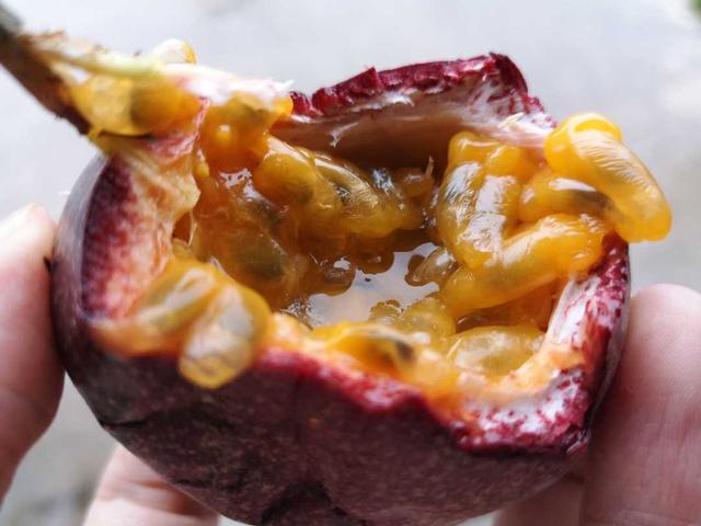 百香果怎么吃有减肥的功效，百香果怎么吃减肥效果最好（刚切开香气就狂涌出来）