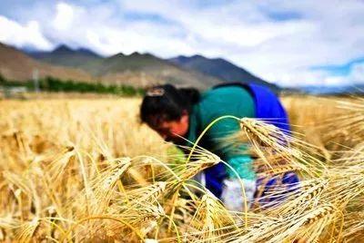 糌粑的功效与作用，西藏有什么特色美食（糌粑可以检验你的朋友圈）