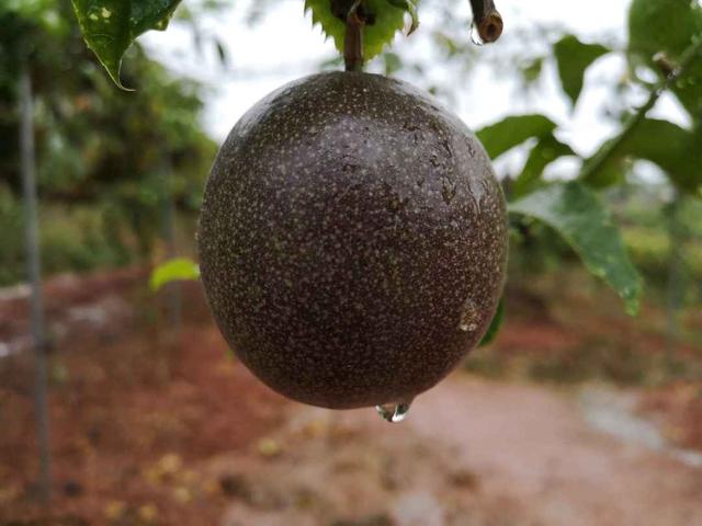 百香果怎么吃有减肥的功效，百香果怎么吃减肥效果最好（刚切开香气就狂涌出来）