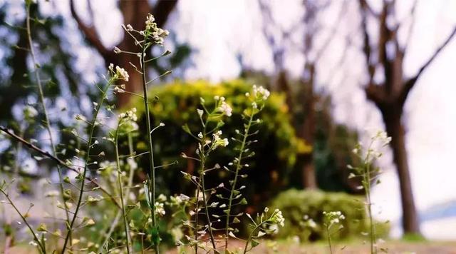 车辙子功效与作用子怎么吃，车前子的功效与作用吃法（春天丨永安的春天最美的）