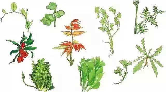 车辙子功效与作用子怎么吃，车前子的功效与作用吃法（春天丨永安的春天最美的）