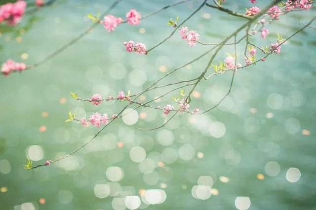 一壶冰心在玉壶指什么，一片冰心在玉壶的玉壶意思（夜话丨一片冰心在玉壶）