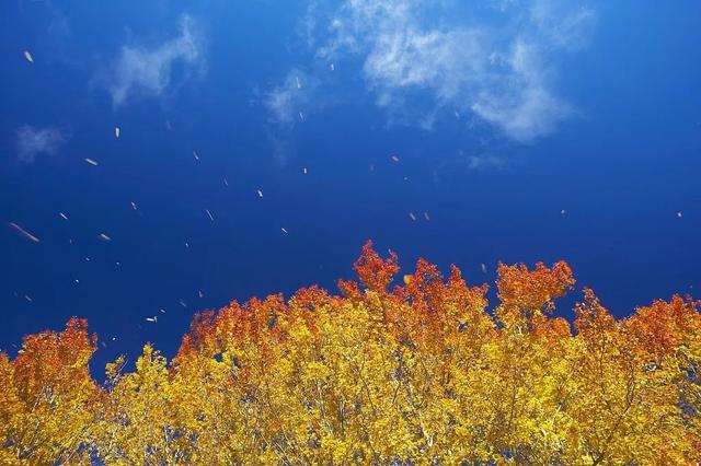 一壶冰心在玉壶指什么，一片冰心在玉壶的玉壶意思（夜话丨一片冰心在玉壶）