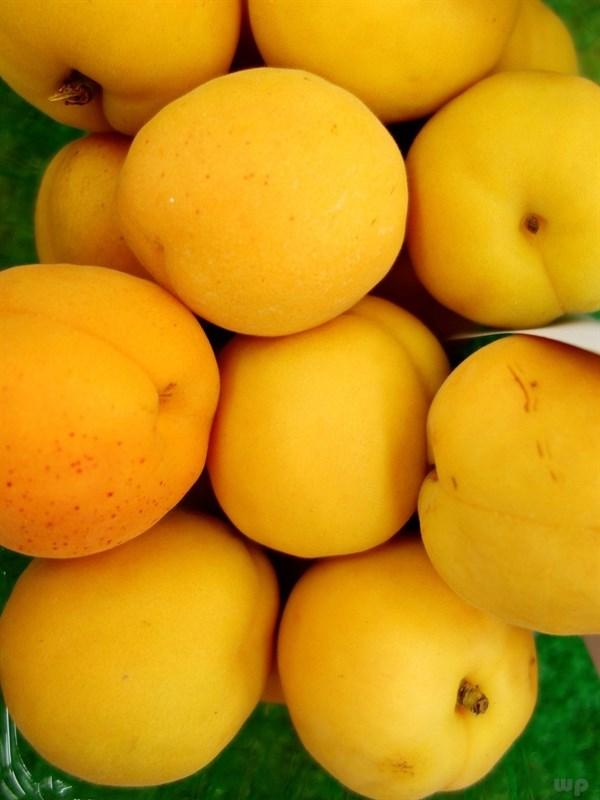 杏子的营养价值，杏的营养价值有哪些（补钙开胃、保护心血管）