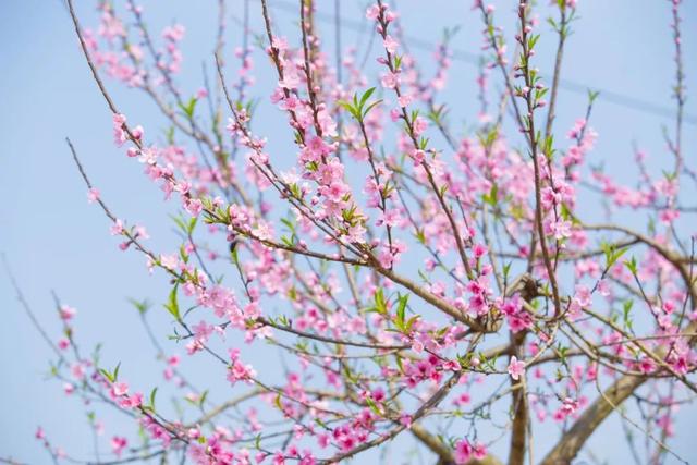 山樱花的花语和寓意，关于樱花的花语是什么（15种开在春天的花）