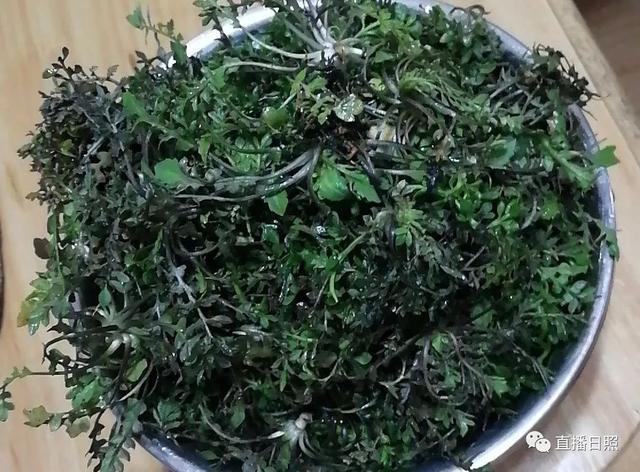 车辙子功效与作用子怎么吃，车前子的功效与作用吃法（春天丨永安的春天最美的）