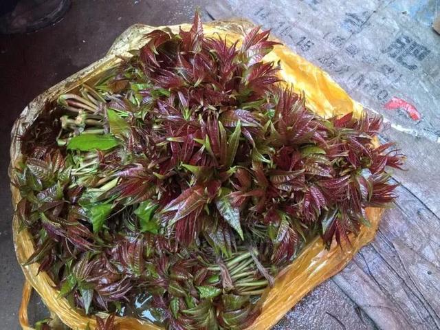 车辙子功效与作用子怎么吃，车前子的功效与作用吃法（春天丨永安的春天最美的）