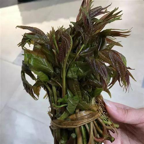 车辙子功效与作用子怎么吃，车前子的功效与作用吃法（春天丨永安的春天最美的）