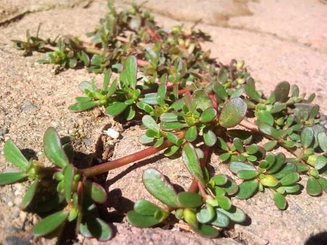车辙子功效与作用子怎么吃，车前子的功效与作用吃法（春天丨永安的春天最美的）