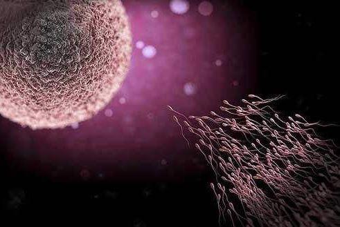 女人的排卵期是什么意思，卵子如果没有和精子结合（女人排卵期啥意思）