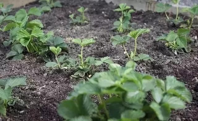 草莓种植技术及施肥，但你知道种植出好草莓的秘笈吗