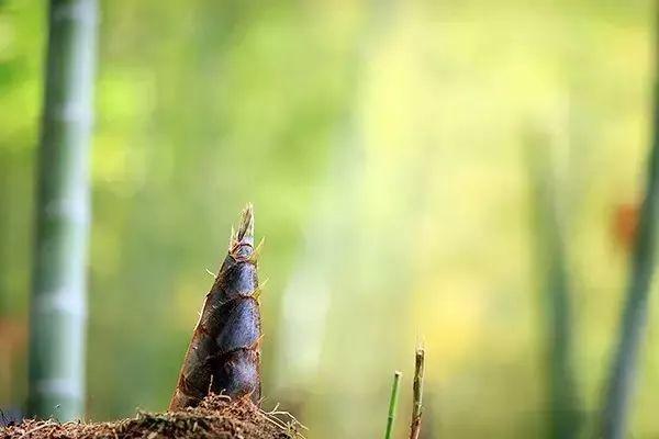 惊蛰的含义，惊蛰的含义和谚语（节气，今日惊蛰）