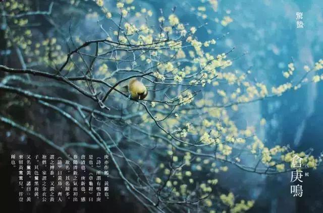 惊蛰的含义，惊蛰的含义和谚语（节气，今日惊蛰）