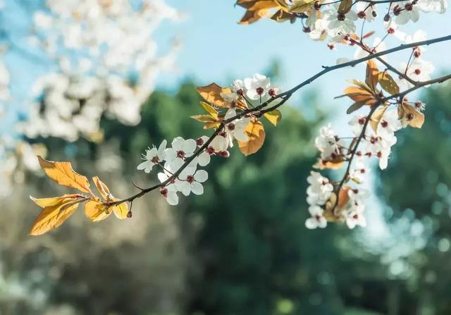惊蛰的含义，惊蛰的含义和谚语（节气，今日惊蛰）