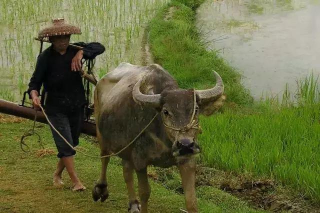 惊蛰的含义，惊蛰的含义和谚语（节气，今日惊蛰）