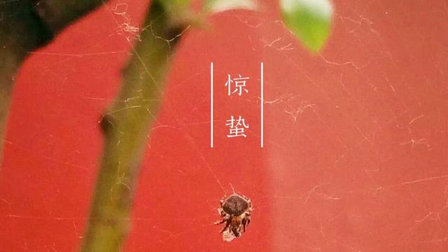 春雷是什么意思，春雷是春天的第一声雷吗（惊蛰真的是雷声惊动了虫子吗）