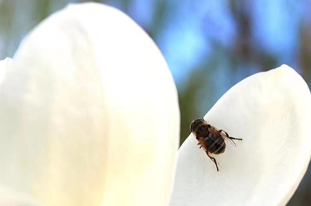 春雷是什么意思，春雷是春天的第一声雷吗（惊蛰真的是雷声惊动了虫子吗）