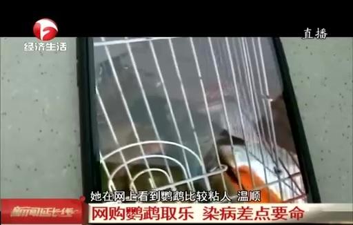 非洲灰鹦鹉怕不怕冷，非洲鹦鹉怕冷吗（竟是网购鹦鹉惹的祸）
