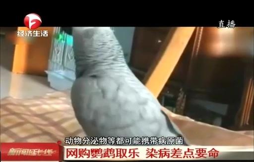 非洲灰鹦鹉怕不怕冷，非洲鹦鹉怕冷吗（竟是网购鹦鹉惹的祸）