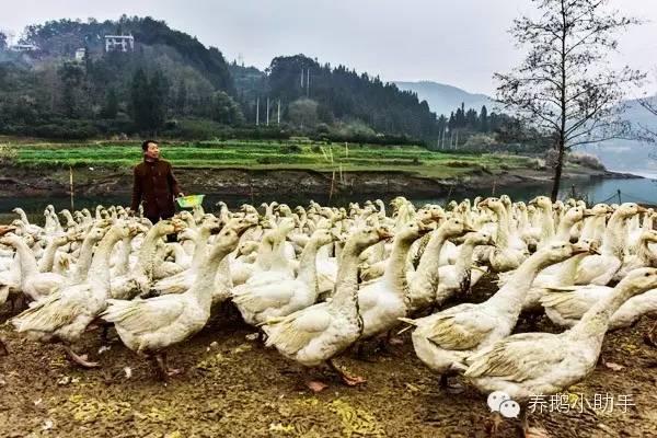 雏鹅怎么区分品种，雏鸭雏鹅怎么区分（哪个经济效益比较高）