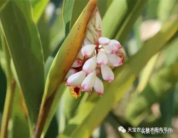 木鳖子怎么种，木鳖子怎么种植方法（想种药材，不知道选啥品种）