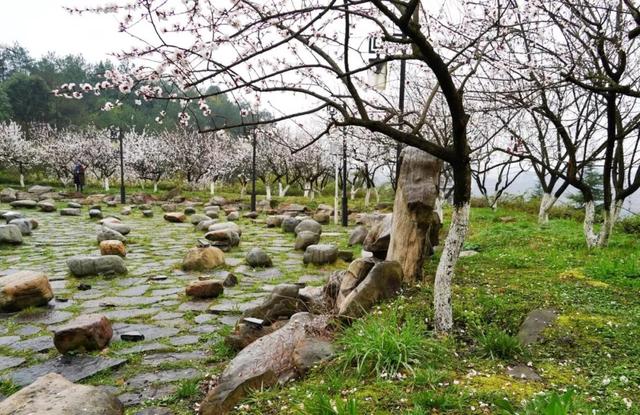 柳岸花明又一村的意思，这26个春天的成语