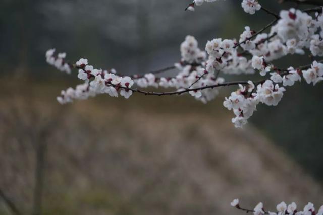 柳岸花明又一村的意思，这26个春天的成语