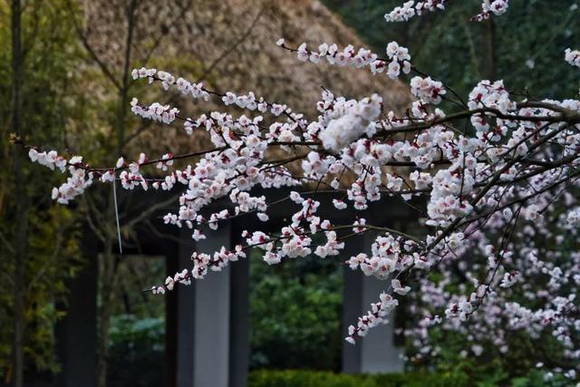 柳岸花明又一村的意思，这26个春天的成语