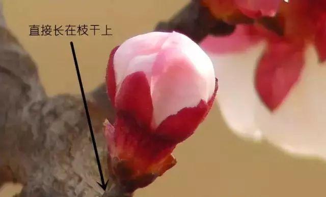 梅花长什么样子，梅花长什么样子呢（梅花樱花桃花杏花梨花李花）