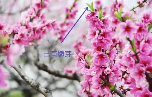 梅花长什么样子，梅花长什么样子呢（梅花樱花桃花杏花梨花李花）