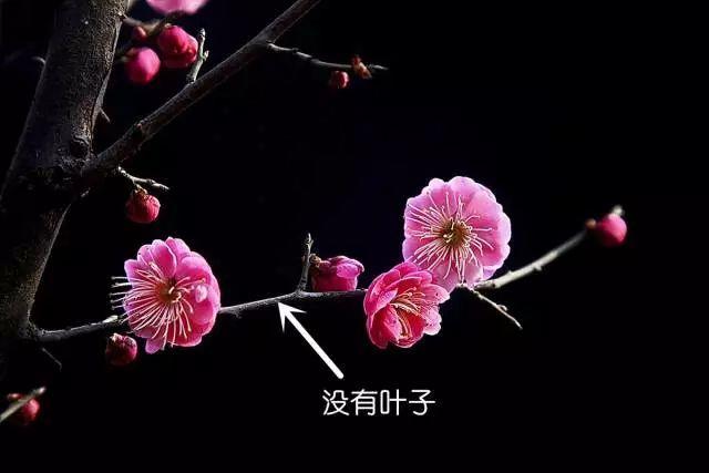 梅花长什么样子，梅花长什么样子呢（梅花樱花桃花杏花梨花李花）