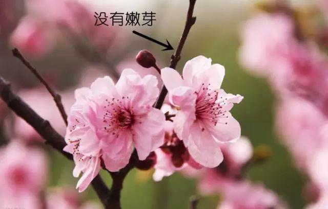 梅花长什么样子，梅花长什么样子呢（梅花樱花桃花杏花梨花李花）