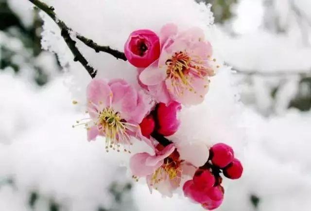 梅花长什么样子，梅花长什么样子呢（梅花樱花桃花杏花梨花李花）