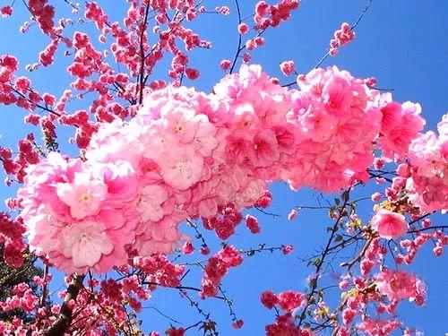 梅花长什么样子，梅花长什么样子呢（梅花樱花桃花杏花梨花李花）