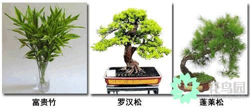 家居植物摆放宜忌，家居风水植物摆放宜忌（家居花草摆放需知的风水禁忌）