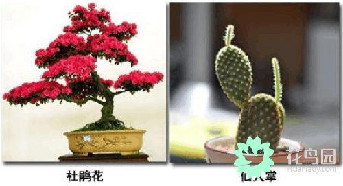 家居植物摆放宜忌，家居风水植物摆放宜忌（家居花草摆放需知的风水禁忌）