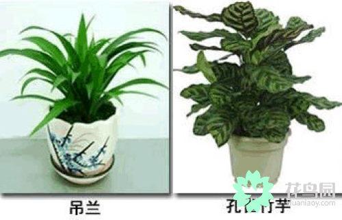 家居植物摆放宜忌，家居风水植物摆放宜忌（家居花草摆放需知的风水禁忌）