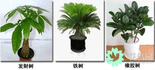 家居植物摆放宜忌，家居风水植物摆放宜忌（家居花草摆放需知的风水禁忌）