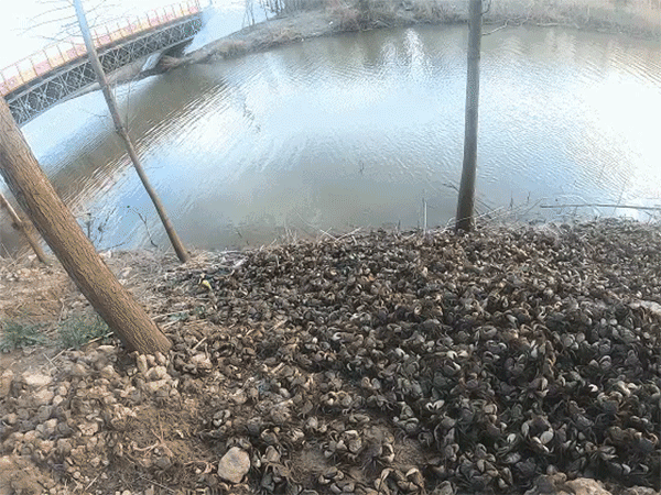 蛸是章鱼吗，743公斤蛸蜞在上海崇明放生（薄肌水孔蛸是章鱼吗）