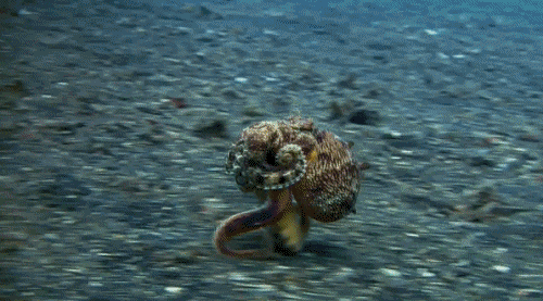 什么动物早上八条腿晚上四条腿，什么动物早上八条腿晚上四条腿脑筋急转弯（看完章鱼两条腿跑路的样子）