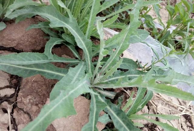 车辙子功效与作用子怎么吃，车前子的功效与作用吃法（春天丨永安的春天最美的）