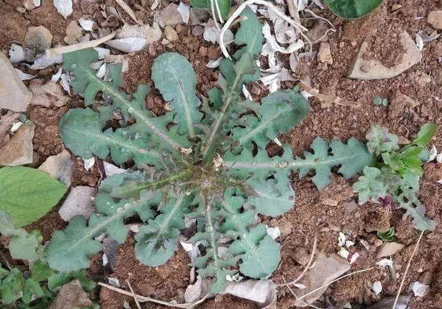 车辙子功效与作用子怎么吃，车前子的功效与作用吃法（春天丨永安的春天最美的）