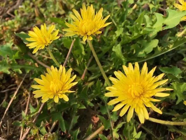 车辙子功效与作用子怎么吃，车前子的功效与作用吃法（春天丨永安的春天最美的）