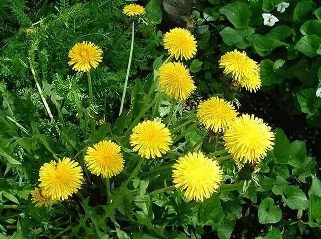 车辙子功效与作用子怎么吃，车前子的功效与作用吃法（春天丨永安的春天最美的）