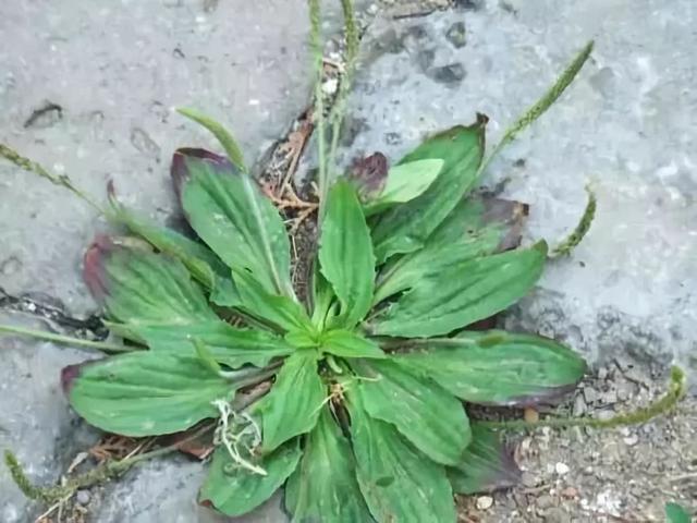 车辙子功效与作用子怎么吃，车前子的功效与作用吃法（春天丨永安的春天最美的）