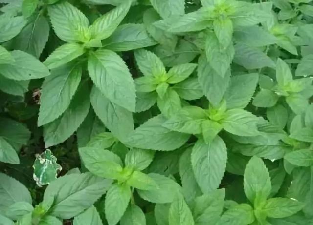 车辙子功效与作用子怎么吃，车前子的功效与作用吃法（春天丨永安的春天最美的）